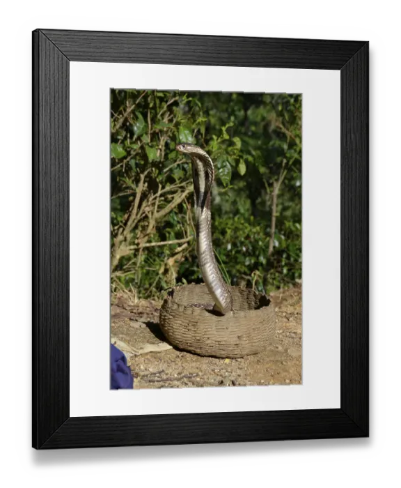 Framed Print : Indian cobra (Naja naja). Sri Lanka Framed Print : Indian cobra (Naja naja). Sri Lanka