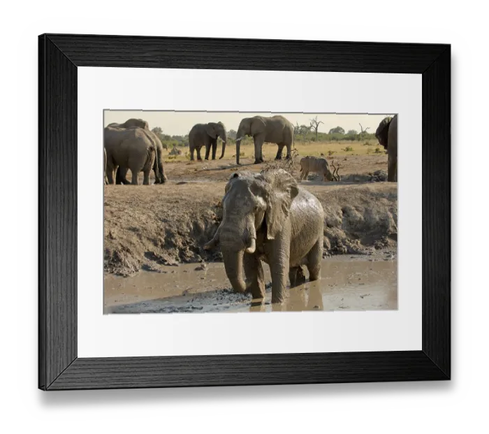 Framed Print : African elephant (Loxodonta africana) elephant