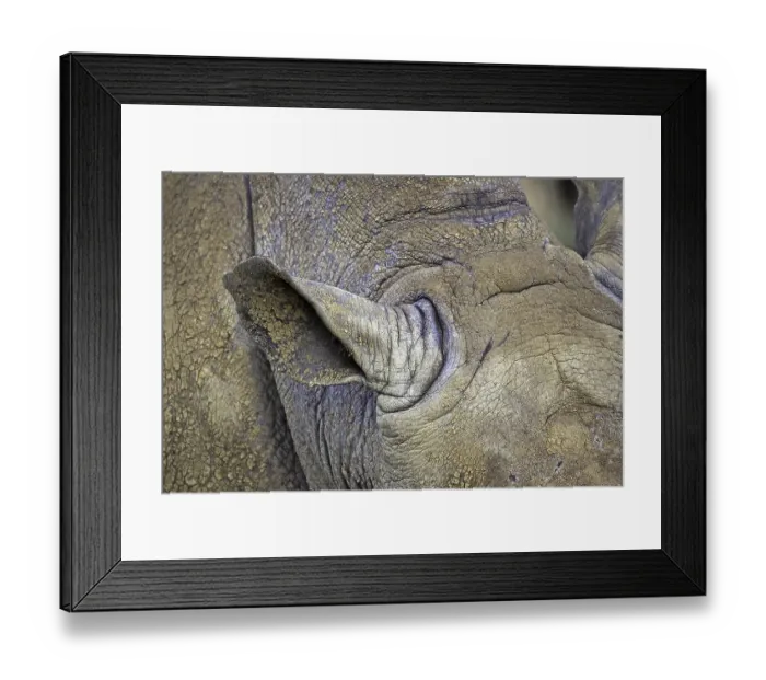 Framed Print : White rhinoceroses (Ceratotherium simum)