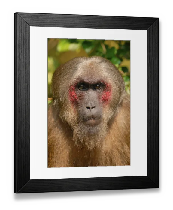 Framed Print : Stump-tailed Macaque (Macaca arctoides) adult male