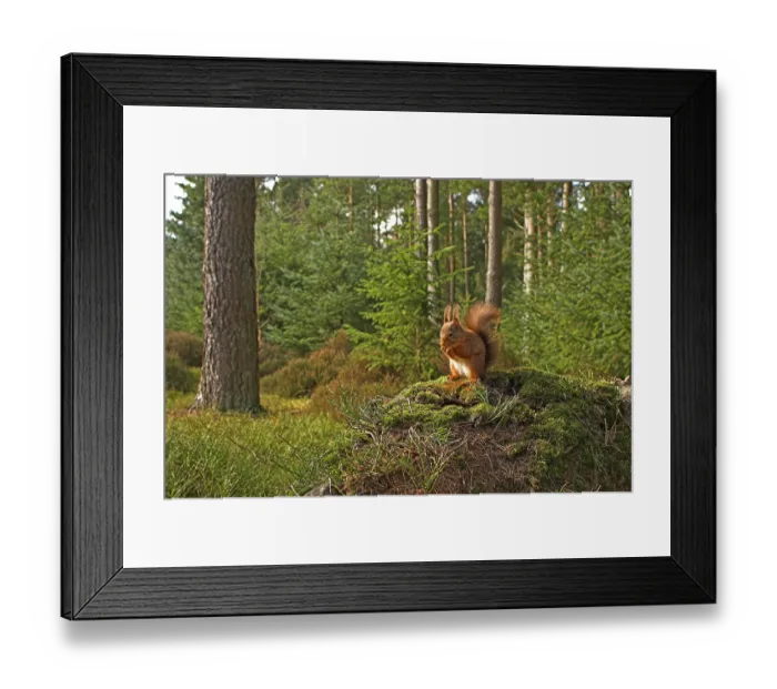 Framed Print : Eurasian red squirrel (Sciurus vulgaris)