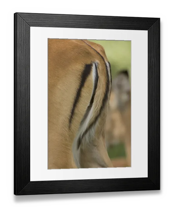 Framed Print : Impala, black heeled antelope, impalas (Aepyceros) Framed Print : Impala, black heeled antelope, impalas (Aepyceros)