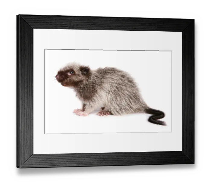 Framed Print : Northern luzon giant cloud rat (Phloeomys pallidus)