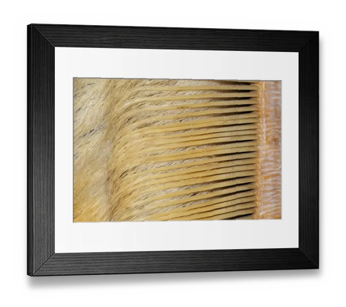 Framed Print : Eschrichtius gibbosus, gray whale (Eschrichtius robustus)