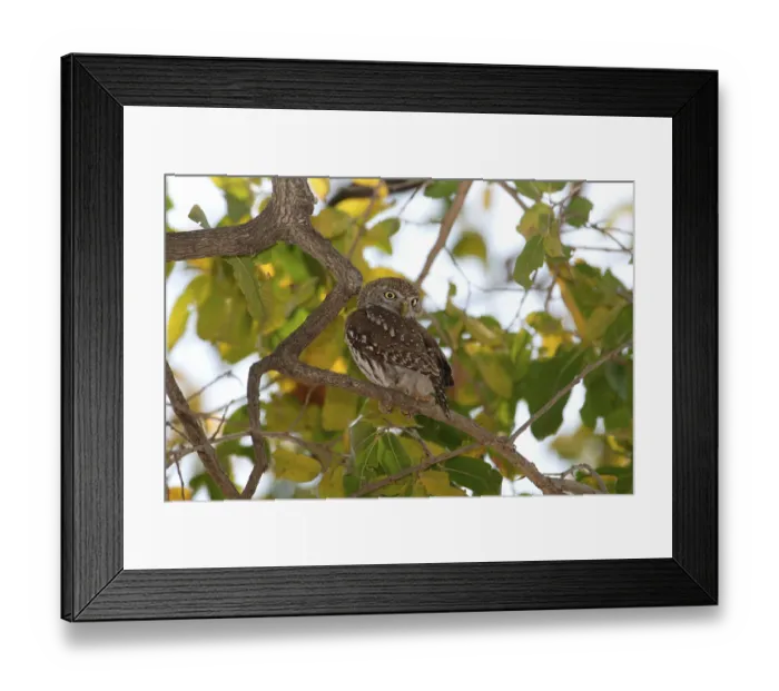 Framed Print : Pearl-spotted owlet (Glaucidium perlatum)