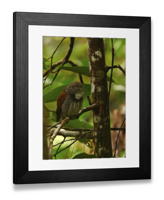 Framed Print : Chestnut Owl (Glaucidium castanonotum) adult