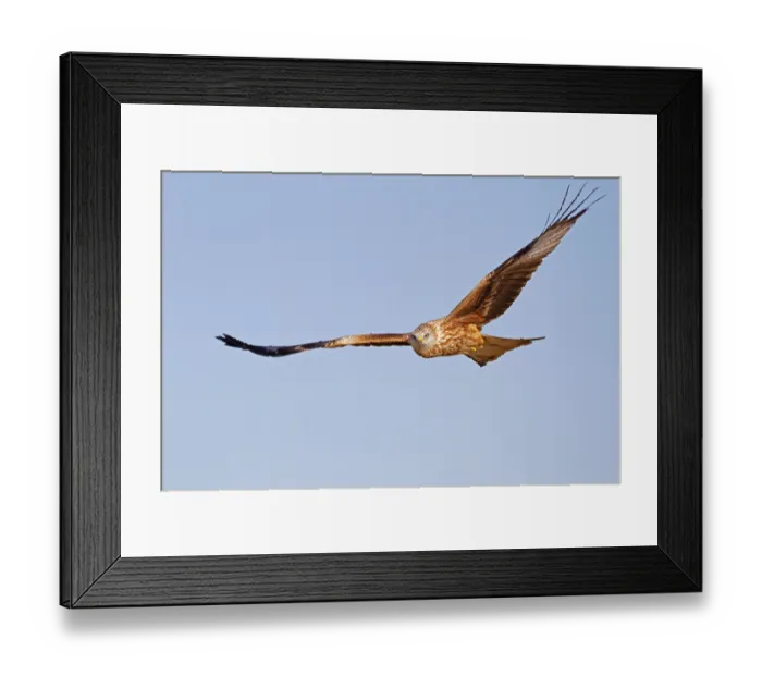 Framed Print : Red Kite, Red Kites (Milvus milvus) Framed Print : Red Kite, Red Kites (Milvus milvus)