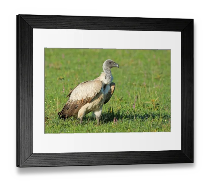 Framed Print : White-backed vulture (Gyps africanus)