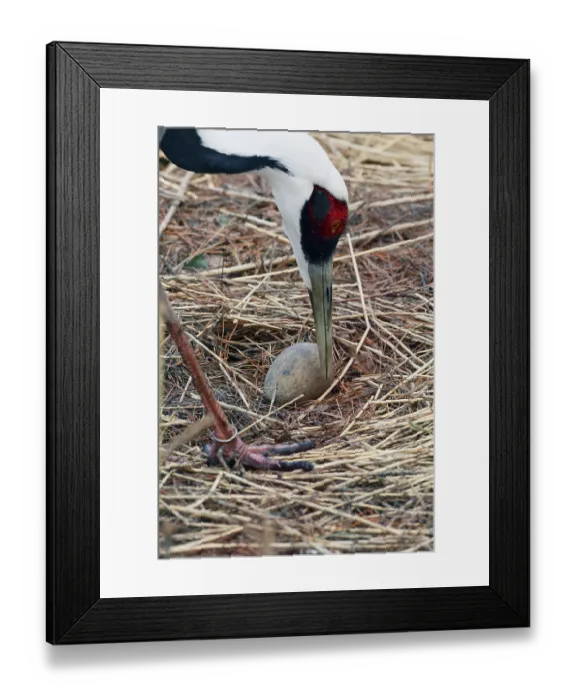 Framed Print : White-naped crane (Grus vipio) adult