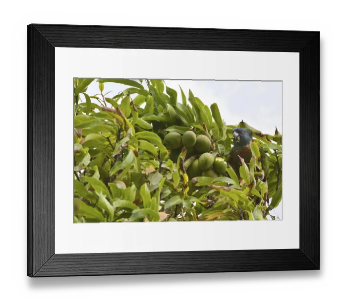 Framed Print : St. Lucia Parrot (Amazona versicolor) adult