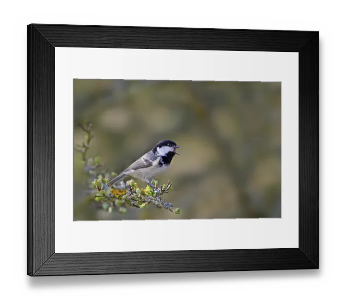 Framed Print : Coal tit (Periparus ater) adult