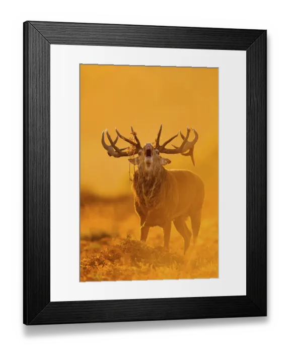 Framed Print : Red Deer (Cervus elaphus) mature stag