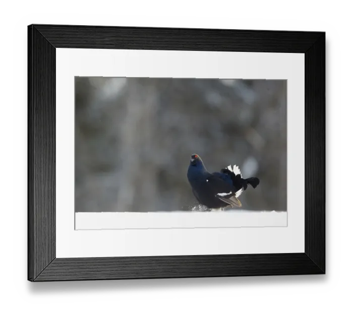 Framed Print : Black Grouse (Tetrao tetrix) adult male