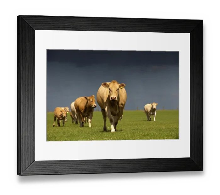 Framed Print : Domestic cattle, Blonde d'Aquitaine