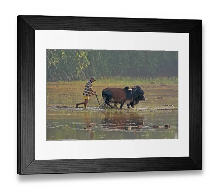 Framed Print : Asian rice (Oryza sativa), worker in rice field