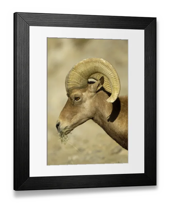 Framed Print : Bighorn Sheep (Ovis canadensis) adult male Framed Print : Bighorn Sheep (Ovis canadensis) adult male