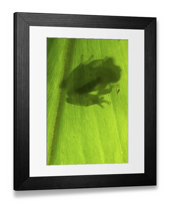 Framed Print : Glass frog, Glass frogs, Amphibians