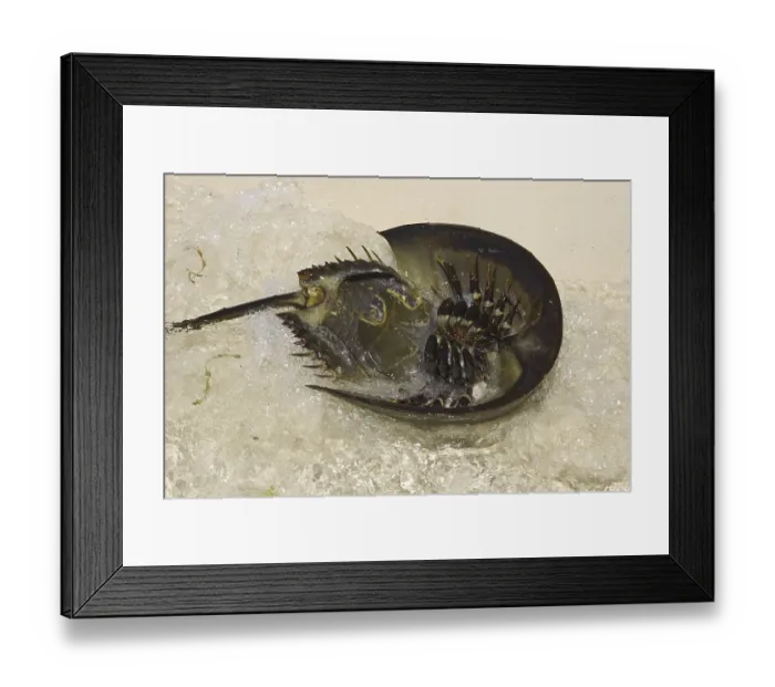 Framed Print : Animals, Other animals, Arrowhead crabs