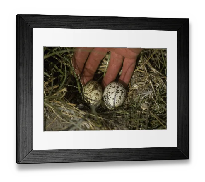 Framed Print : Sandwich tern, sandwich terns (Thalasseus sandvicensis)