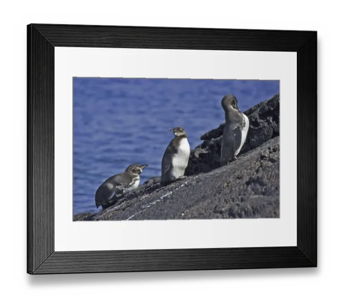 Framed Print : Galapagos Penguin, Sphensicus mendiculus Framed Print : Galapagos Penguin, Sphensicus mendiculus