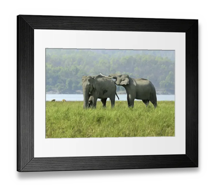 Framed Print : Asian indian elephant (Elephas maximus indicus)