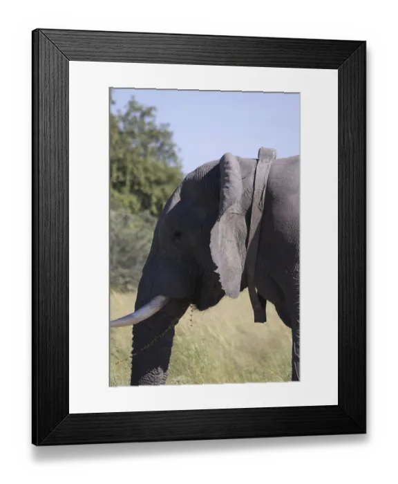 Framed Print : African elephant, elephants, mammals Framed Print : African elephant, elephants, mammals