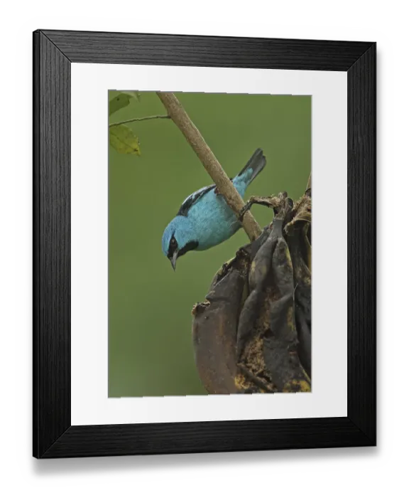Framed Print : Blue Dacnis (Dacnis cayana paraguayensis)