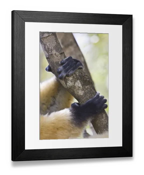 Framed Print : Diademed Sifaka's Hands and Feet