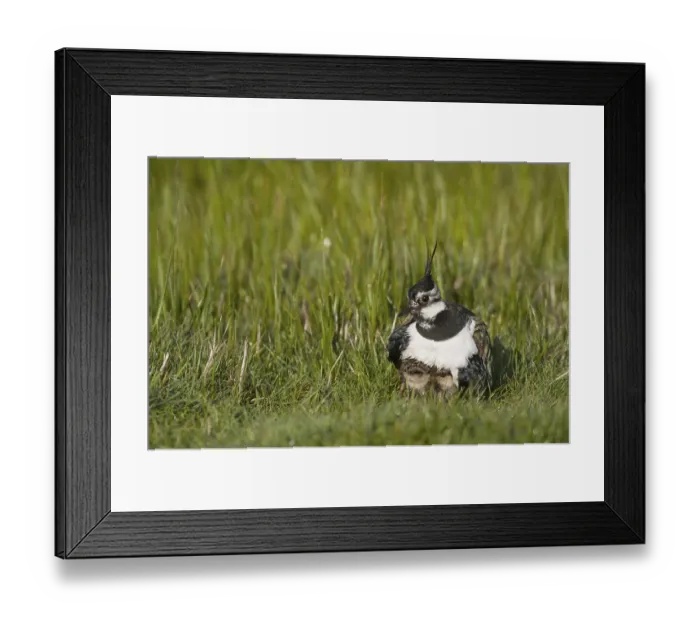 Framed Print : Northern Lapwing (Vanellus vanellus) adult female