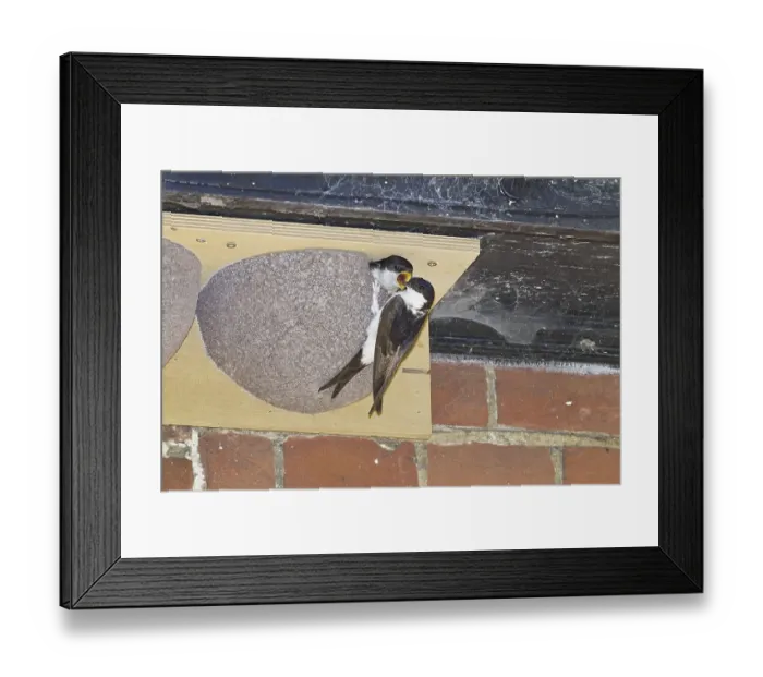 Framed Print : Common House Martin (Delichon urbica) adult Framed Print : Common House Martin (Delichon urbica) adult