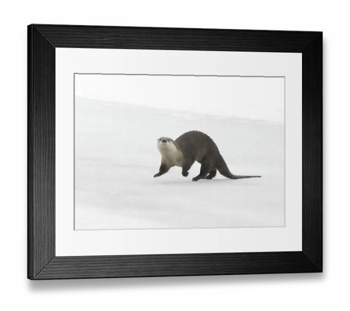 Framed Print : North American River Otter (Lontra canadensis) adult