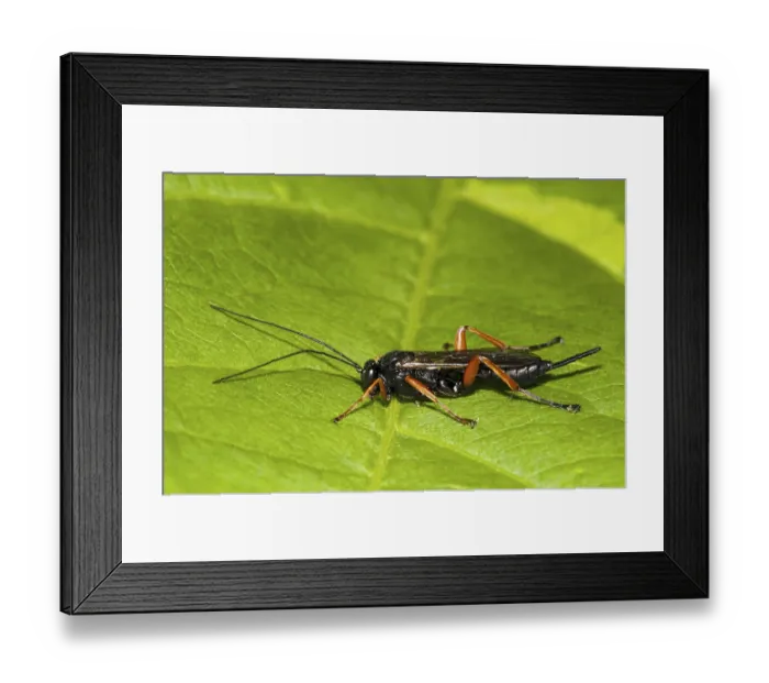 Framed Print : Red-legged Ichneumon Wasp (Pimpla hypochondriaca) adult