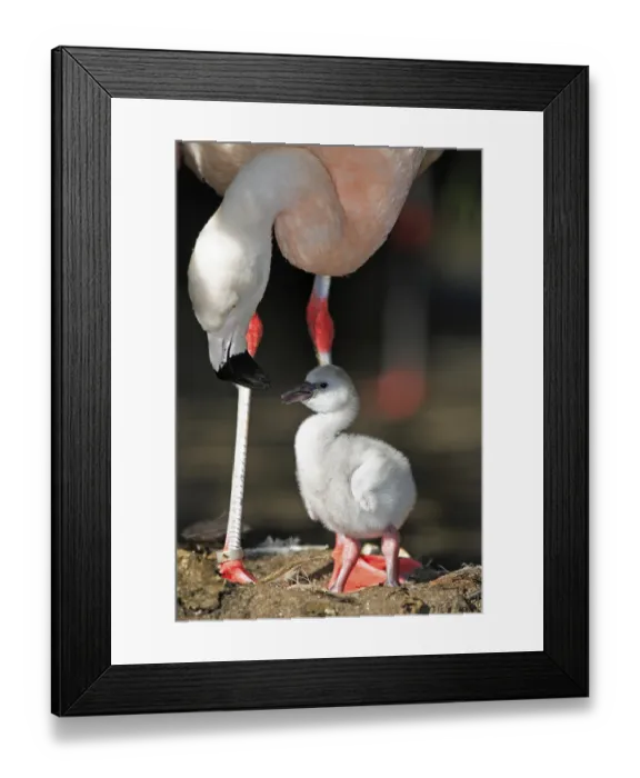Framed Print : Chilean flamingo (Phoenicopterus chilensis) Framed Print : Chilean flamingo (Phoenicopterus chilensis)