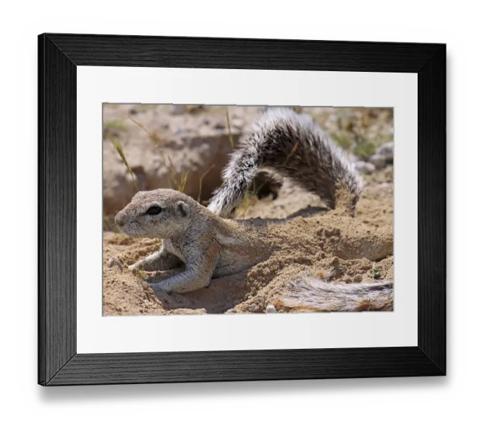 Framed Print : Borstenh