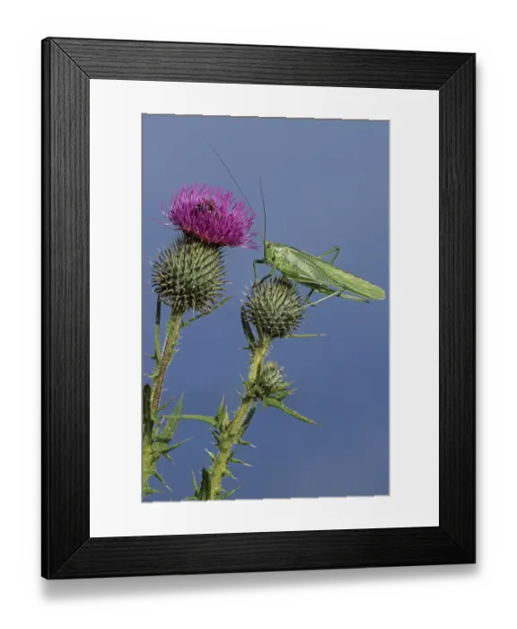 Framed Print : Green Bush-cricket is, in contrast to many other grasshopper species Framed Print : Green Bush-cricket is, in contrast to many other grasshopper species