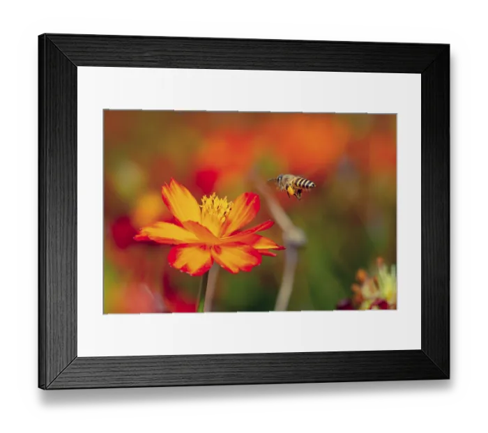 Framed Print : Macro fullcolor of flower with bee Framed Print : Macro fullcolor of flower with bee