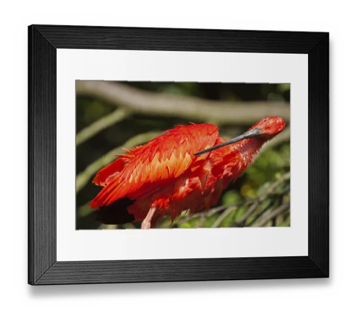 Framed Print : Scarlet ibises (Eudocimus ruber)