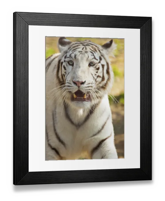 Framed Print : White Bengal tiger (Panthera tigris tigris) Framed Print : White Bengal tiger (Panthera tigris tigris)