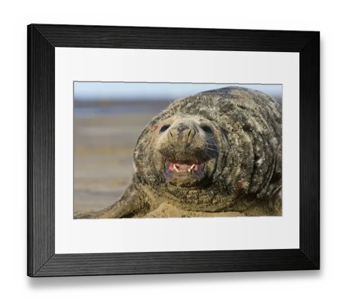 Framed Print : Grey Seal (Halichoerus grypus)