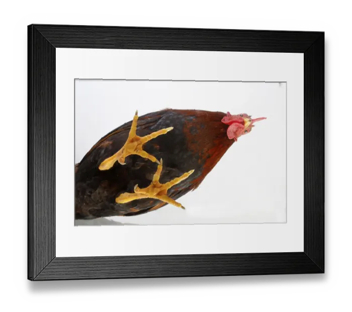 Framed Print : Bantam rooster, Welsum bantam rooster Framed Print : Bantam rooster, Welsum bantam rooster
