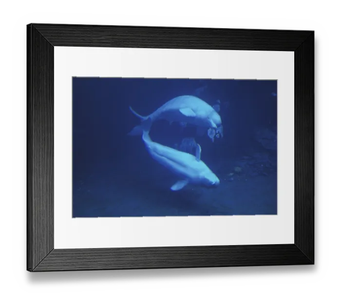 Framed Print : Beluga OR WHITE Whale (delphinapterus leucas)