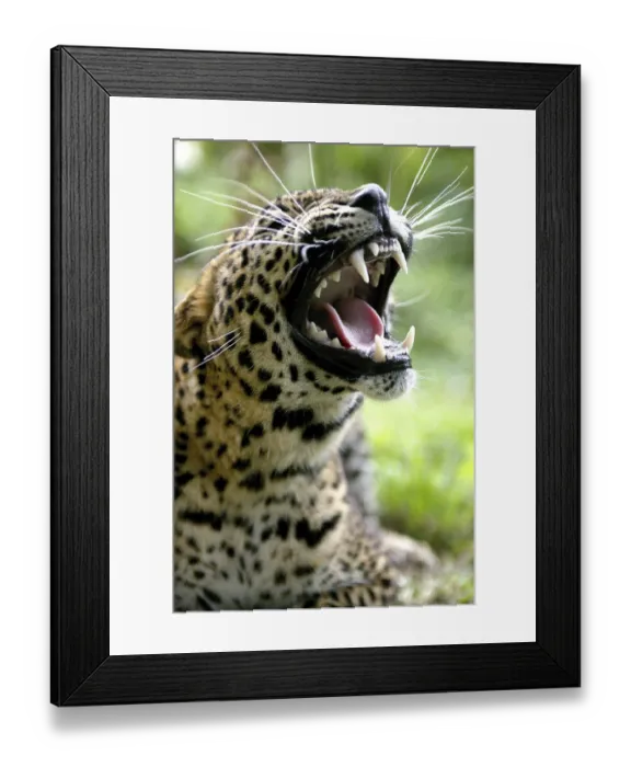 Framed Print : Sri Lanka sri lankan leopard (panthera pardus kotiya)