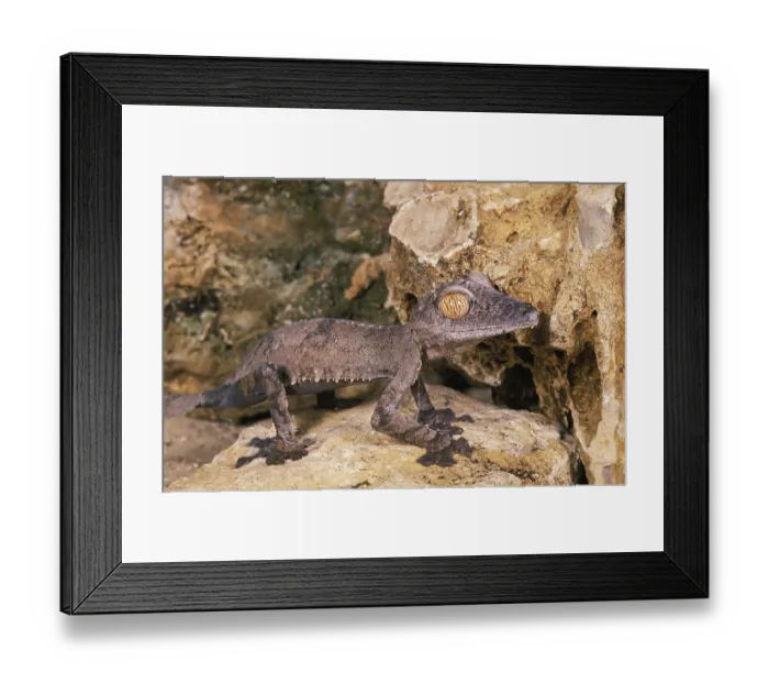 Framed Print : Leaf-Tailed Gecko (uroplatus) fimbriatus