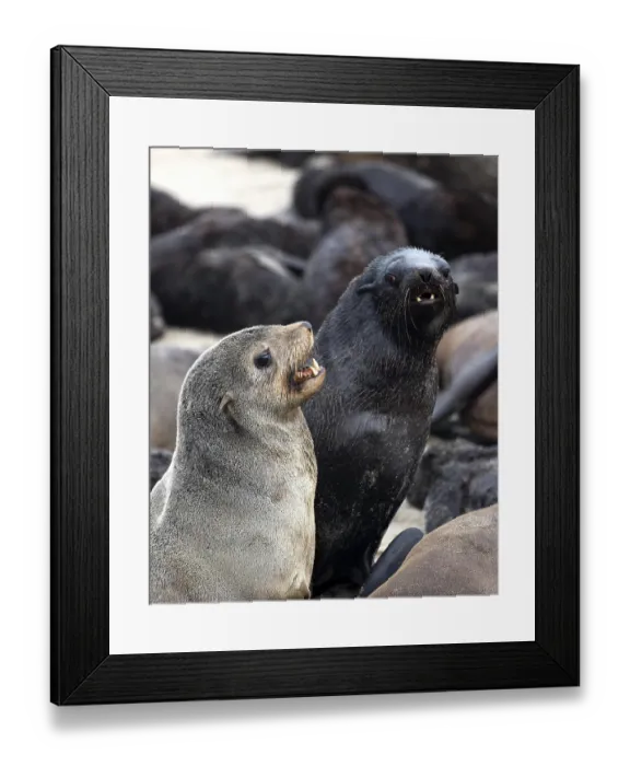 Framed Print : South African Fur Seal (arctocephalus pusillus)