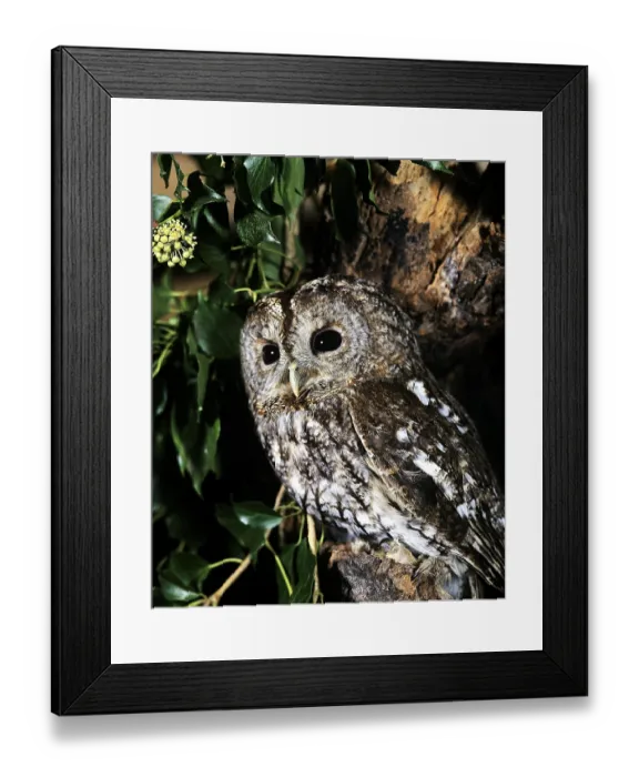 Framed Print : EURASIAN TAWNY OWL (strix aluco)