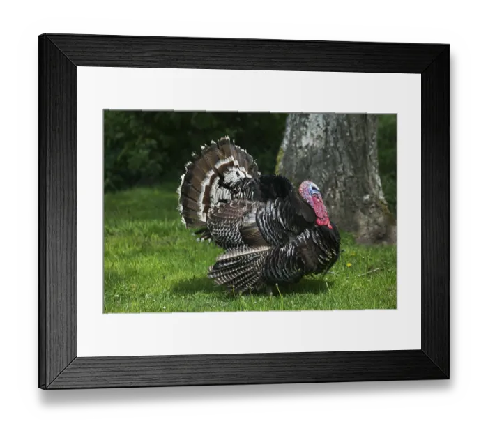 Framed Print : American Bronze Turkey (meleagris gallopavo) Framed Print : American Bronze Turkey (meleagris gallopavo)