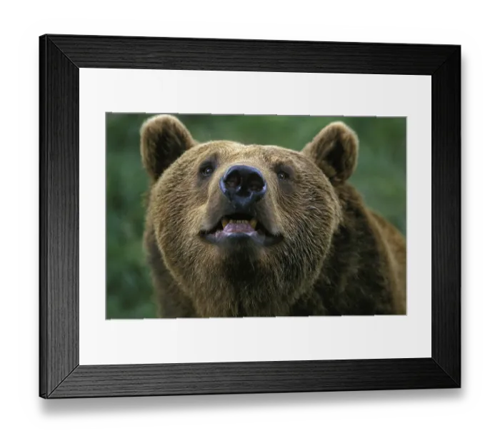 Framed Print : Brown Bear (ursus arctos), Portrait of Adult