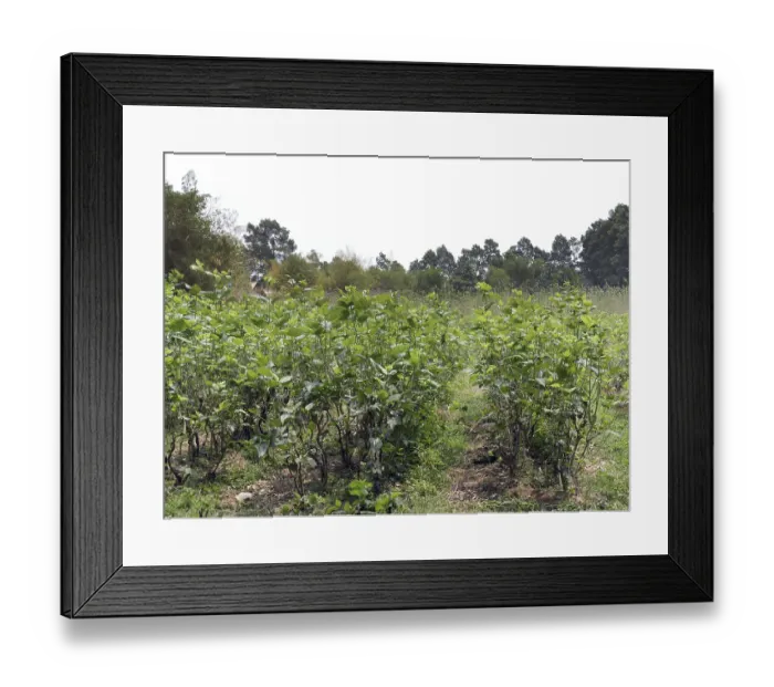Framed Print : Mulberry (morus alba) plantation