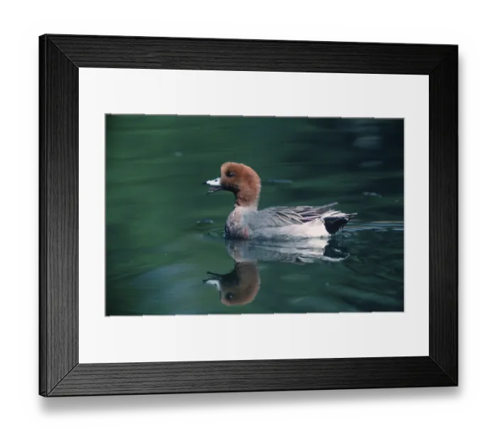 Framed Print : Wigeon, male, Eurasian Wigeon (Anas penelope) male