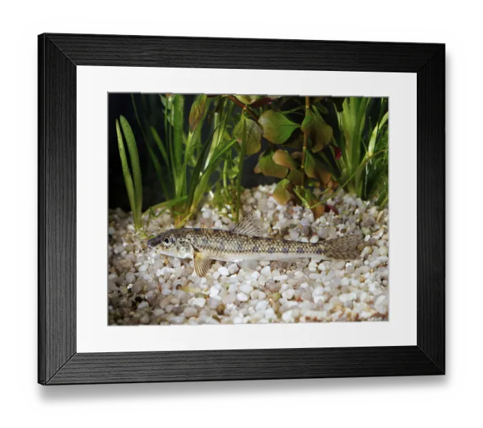 Framed Print : Gudgeon (Gobio gobio), Grundling Gressling